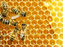 Mật ong nguyên chất rừng U Minh